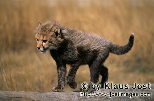 Cheetah/Acinonyx jubatus        Baby Cheetah walks across a tree stump         captive            