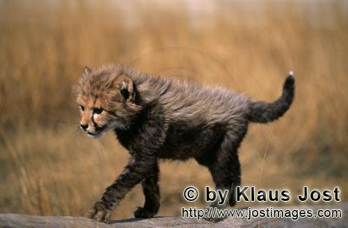 Cheetah/Acinonyx jubatus        Baby Cheetah travels over a lying tree        captive        