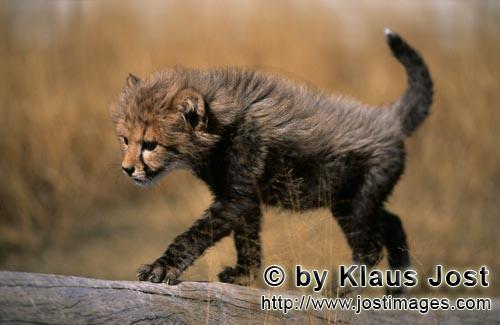 Cheetah/Acinonyx jubatus        Baby Cheetah glides over a lying tree        captive                