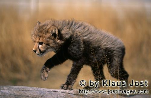 Cheetah/Acinonyx jubatus        Baby Cheetah flits across a tree trunk         captive        
