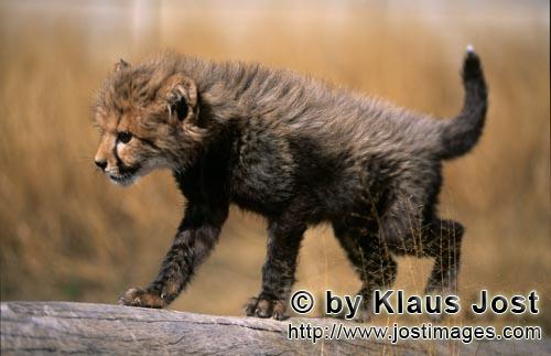 Cheetah/Gepard/Acinonyx jubatus        Baby Cheetah        captive                