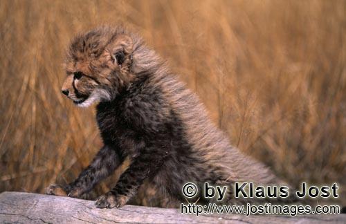 Cheetah/Acinonyx jubatus        Baby Cheetah is based on a tree stump        captive            
