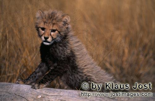 Cheetah/Acinonyx jubatus        Baby Cheetah supported on a lying tree         captive            