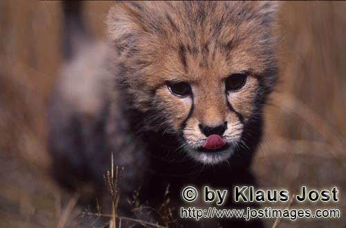 Cheetah/Acinonyx jubatus        Baby Cheetah with stretched out tongue         captive        
