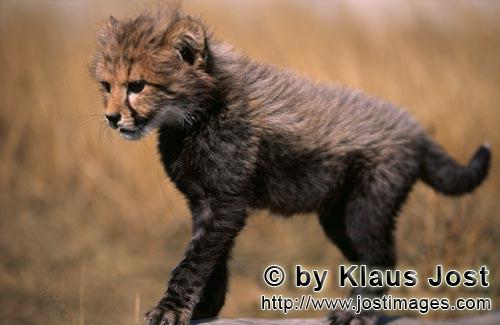 Cheetah/Gepard/Acinonyx jubatus    Baby Gepard jongliert ueber den liegenden Baumstamm     Baby Cheetah