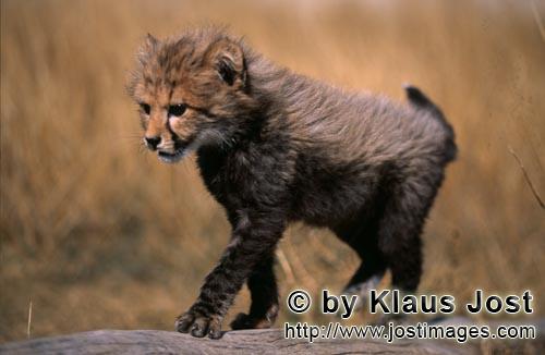 Cheetah/Acinonyx jubatus        Concentrated runs the small cheetah over the lying tree         cap