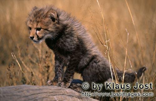 Cheetah/Acinonyx jubatus        Baby Cheetah climbs lying on a lying tree         captive            