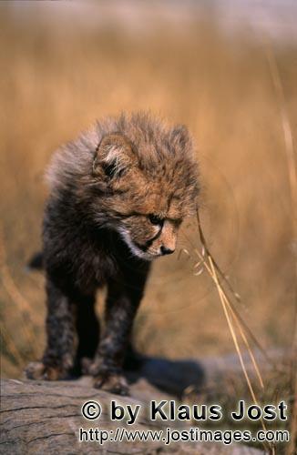Cheetah/Acinonyx jubatus        Baby Cheetah        captive                    