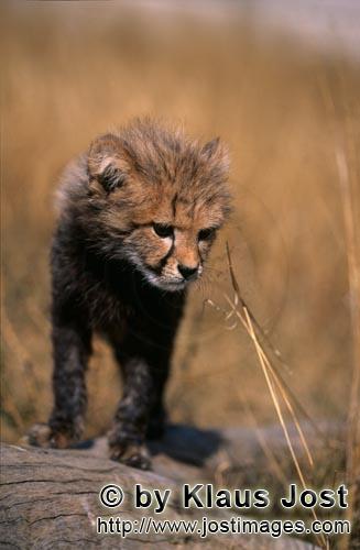Cheetah/Gepard/Acinonyx jubatus    Baby Gepard schaut von einem liegenden Baum    Baby Cheetah     captiv