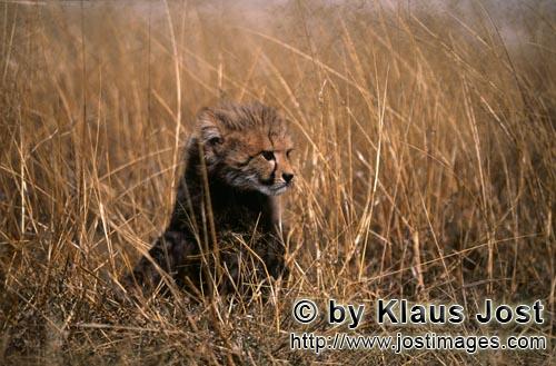 Cheetah/Acinonyx jubatus        Baby Cheetah on lookout in the tall grass        captive            