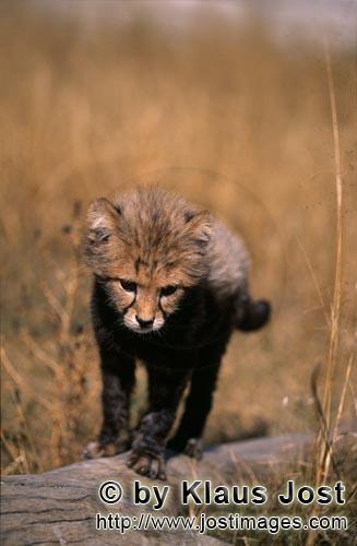 Cheetah/Acinonyx jubatus        Baby cheetah before jumping from the tree trunk        captive            