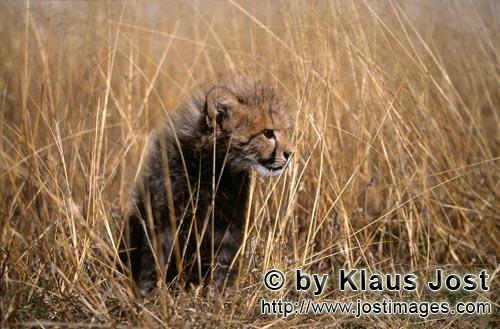 Cheetah/Acinonyx jubatus        Cheetah baby surrounded by tall grass         captive            