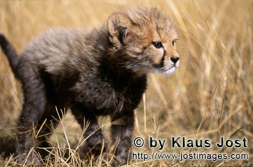 Cheetah/Gepard/Acinonyx jubatus   Baby Gepard hat eine Entdeckung gemacht   Baby Cheetah <b