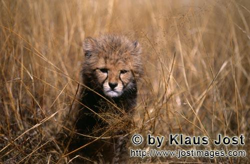 Cheetah/Acinonyx jubatus        A baby cheetah looks grim from the grass         captive                