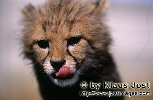 Cheetah/Gepard/Acinonyx jubatus        Baby Cheetah close-up         captive                