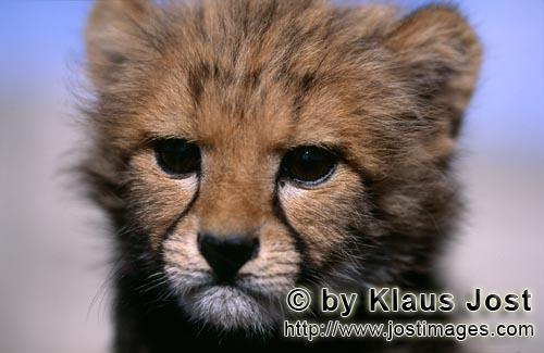 Cheetah/Gepard/Acinonyx jubatus        Baby Cheetah Portrait         captive        