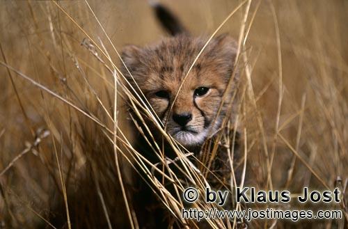 Cheetah/Acinonyx jubatus        Baby cheetah in tall grass         captive                