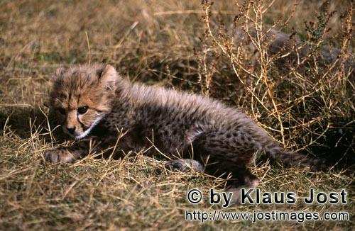 Cheetah/Acinonyx jubatus        Baby Cheetah in the dry grass         captive                    