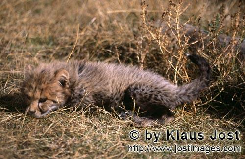 Cheetah/Acinonyx jubatus        Baby Cheetah lying in the grass         captive                