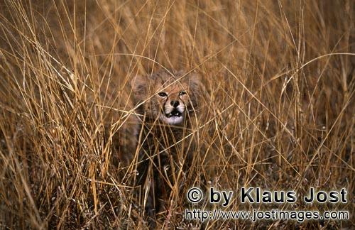 Cheetah/Acinonyx jubatus        Baby Cheetah looks dangerous         captive            