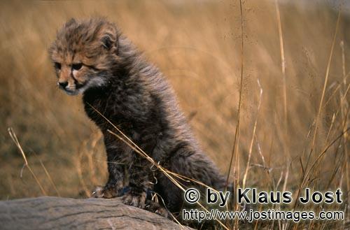 Cheetah/Acinonyx jubatus        Baby Cheetah climbs on this lying tree trunk         captive            