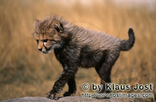 Cheetah/Gepard/Acinonyx jubatus        Effortless running the little cheetah on the tree stump   