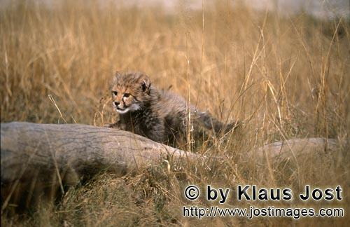 Cheetah/Acinonyx jubatus        Baby cheetah has discovered a tree stump         captive                