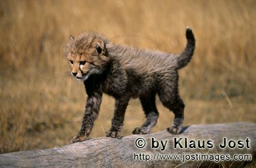 Cheetah/Acinonyx jubatus        The small cheetah runs over the lying tree         captive                