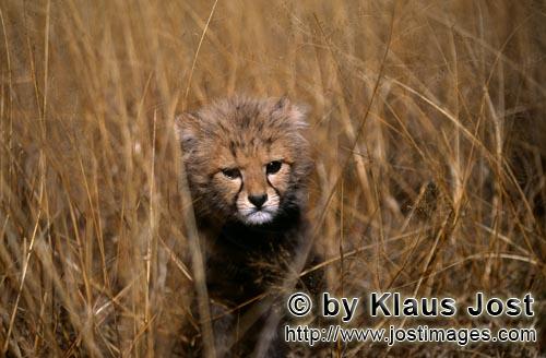 Cheetah/Acinonyx jubatus        Baby cheetah looks out of the grass        captive                
