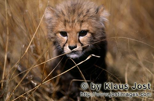 Cheetah/Acinonyx jubatus        Little Cheetah in high dry grass         captive            