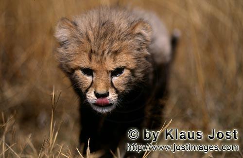 Cheetah/Acinonyx jubatus        Baby cheetah practises sneaking up on his prey         captive            