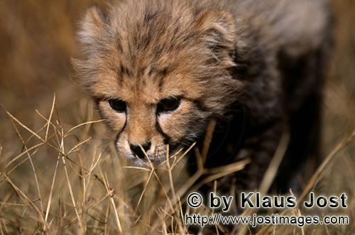 Cheetah/Gepard/Acinonyx jubatus    Baby Gepard hat eine Entdeckung im Gras gemacht    Baby Cheetah     ca