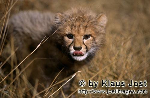 Cheetah/Acinonyx jubatus        Baby Cheetah comes out of the grass         captive                