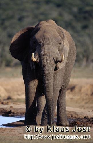 African Elephant/Afrikanischer Elefant/Loxodonta africana        Thirsty African elephant        