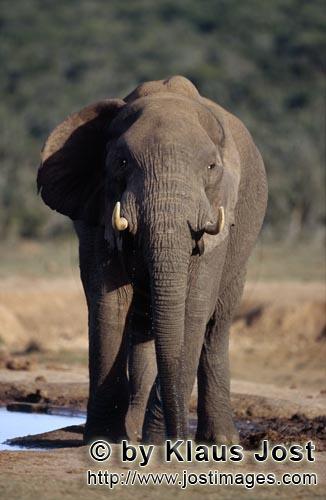 African Elephant/Afrikanischer Elefant/Loxodonta africana        African Elephant checks the locatio