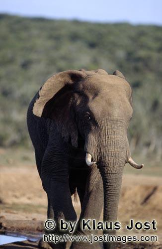 African Elephant/Afrikanischer Elefant/Loxodonta africana    Afrikanischer Elefant an einer Wasserste
