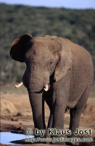 African Elephant/Afrikanischer Elefant/Loxodonta africana        African Elephant drinking at the wa