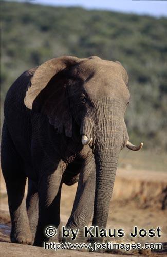African Elephant/Afrikanischer Elefant/Loxodonta africana        African Elephant leaves the water s