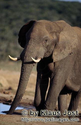 African Elephant/Afrikanischer Elefant/Loxodonta africana        African Elephant at the waterhole</
