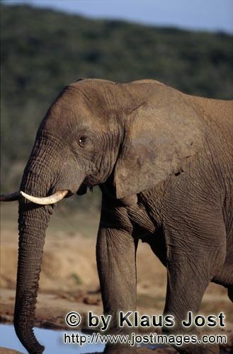 African Elephant/Afrikanischer Elefant/Loxodonta africana        African Elephant at the waterhole</