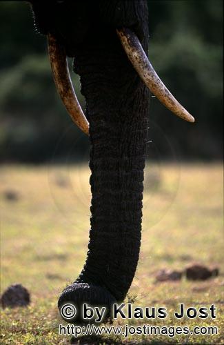 African Elephant/Afrikanischer Elefant/Loxodonta africana      Afrikanischer Elefant Ruesse