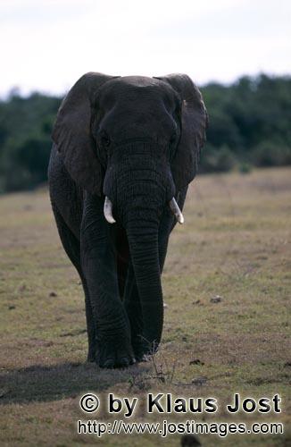 African Elephant/Loxodonta africana        African Elephant     