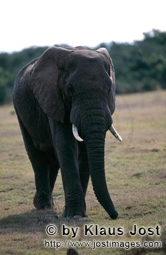 African Elephant/Afrikanischer Elefant/Loxodonta africana    Afrikanischer Elefant   African Elephant  