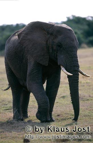 African Elephant/Afrikanischer Elefant/Loxodonta africana    Afrikanischer Elefant   African Elephant  