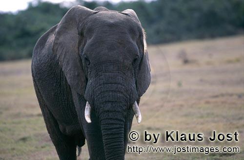 African Elephant/Afrikanischer Elefant/Loxodonta africana    Afrikanischer Elefant     African Elephant