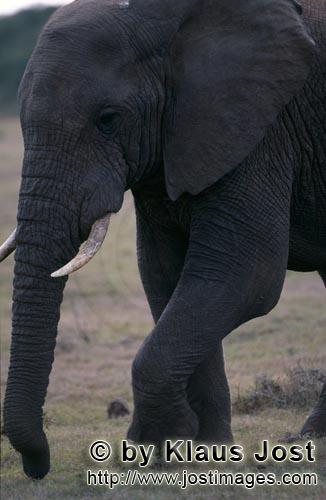 African Elephant/Afrikanischer Elefant/Loxodonta africana    Afrikanischer Elefant frontal    African E