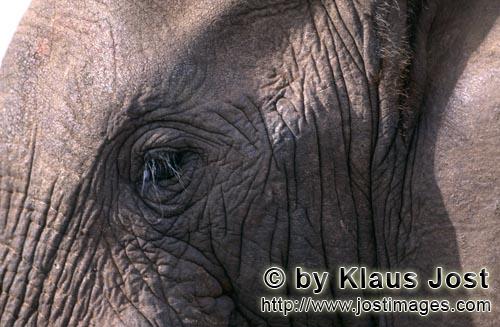 African Elephant/Afrikanischer Elefant/Loxodonta africana    Afrikanischer Elefant Auge  African Eleph