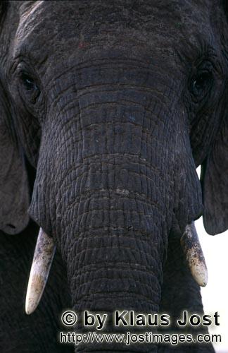 African Elephant/Afrikanischer Elefant/Loxodonta africana    Afrikanischer Elefant Portraet frontal  A