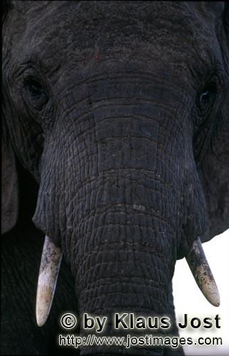 African Elephant/Afrikanischer Elefant/Loxodonta africana    Afrikanischer Elefant Portraet frontal  A