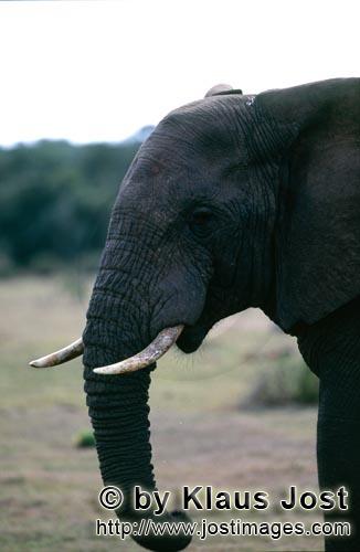 African Elephant/Loxodonta africana        Elephant portrait from the side    